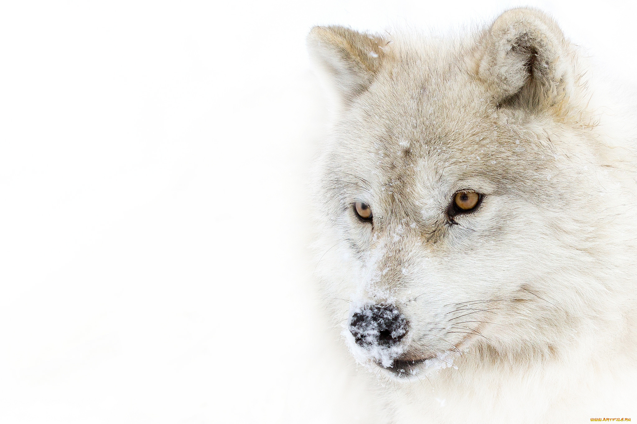 , ,  ,  , , , , , arctic, wolf, 